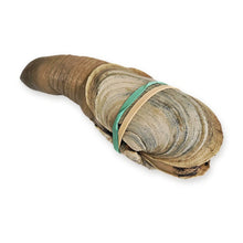 Load image into Gallery viewer, Live Geoduck Clam (Mirugai) – Wild, Hand-Dived in British Columbia - Pacific Wild Pick
