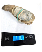 Load image into Gallery viewer, Live Geoduck Clam (Mirugai) – Wild, Hand-Dived in British Columbia - Pacific Wild Pick
