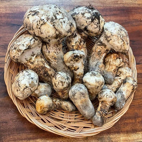 Matsutake Mushroom Gift box