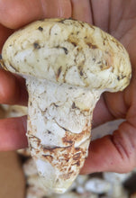 Load image into Gallery viewer, Matsutake &quot;Pine&quot; Mushroom - Pacific Wild Pick
