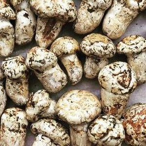 Matsutake "Pine" Mushroom - Pacific Wild Pick