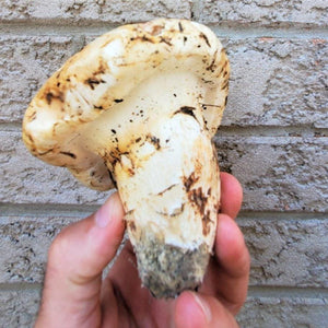 Matsutake "Pine" Mushroom - Pacific Wild Pick