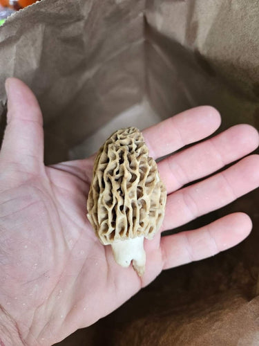 New York Morel Mushrooms - Pacific Wild Pick