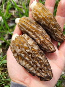 New York Morel Mushrooms - Pacific Wild Pick