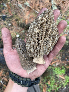 New York Morel Mushrooms - Pacific Wild Pick