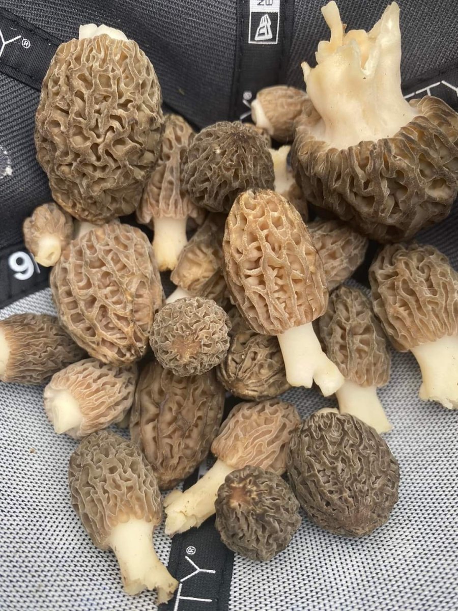 New York Morel Mushrooms - Pacific Wild Pick