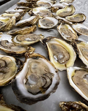 Load image into Gallery viewer, Pink Moon Oysters - LIVE - Pacific Wild Pick
