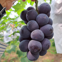 Load image into Gallery viewer, Pione Grapes Gift Box 貓眼葡萄 - Pacific Wild Pick
