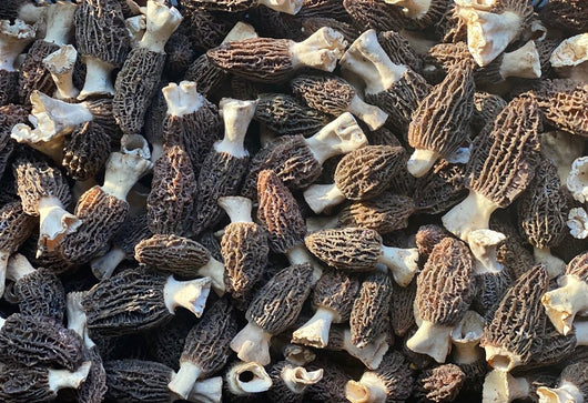 Himalayan Morels prep