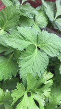 Load and play video in Gallery viewer, Japanese Wild Parsley-Mitsuba
