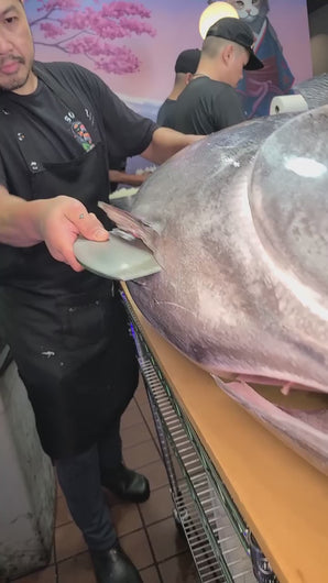 Fresh Japanese Bluefin Tuna ready for slicing, sushi, and sashimi masterpieces
