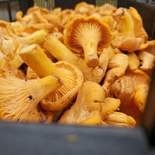 Load and play video in Gallery viewer, Buy chanterelle mushrooms near me
