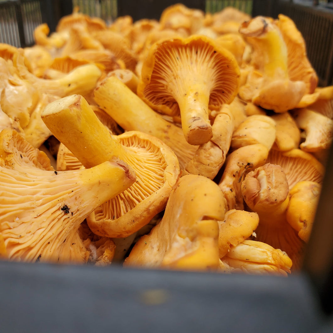 Buy chanterelle mushrooms near me