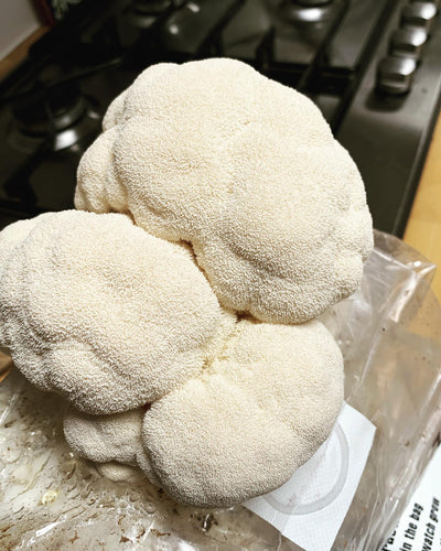 How to cook Lions Mane mushroom?