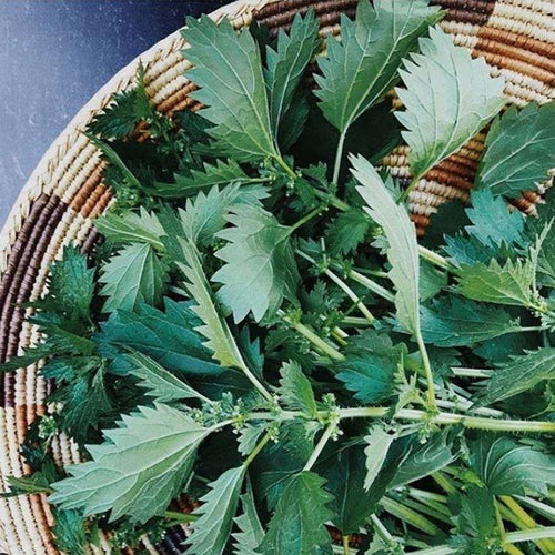 Stinging nettle recipes 