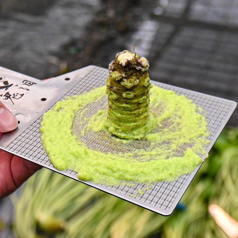 Chef Quality Wasabi Root 山葵 Next Day Shipping Pacific Wild Pick
