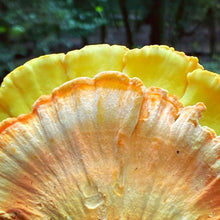 Load and play video in Gallery viewer, Buy fresh Chicken of the Woods Mushrooms 
