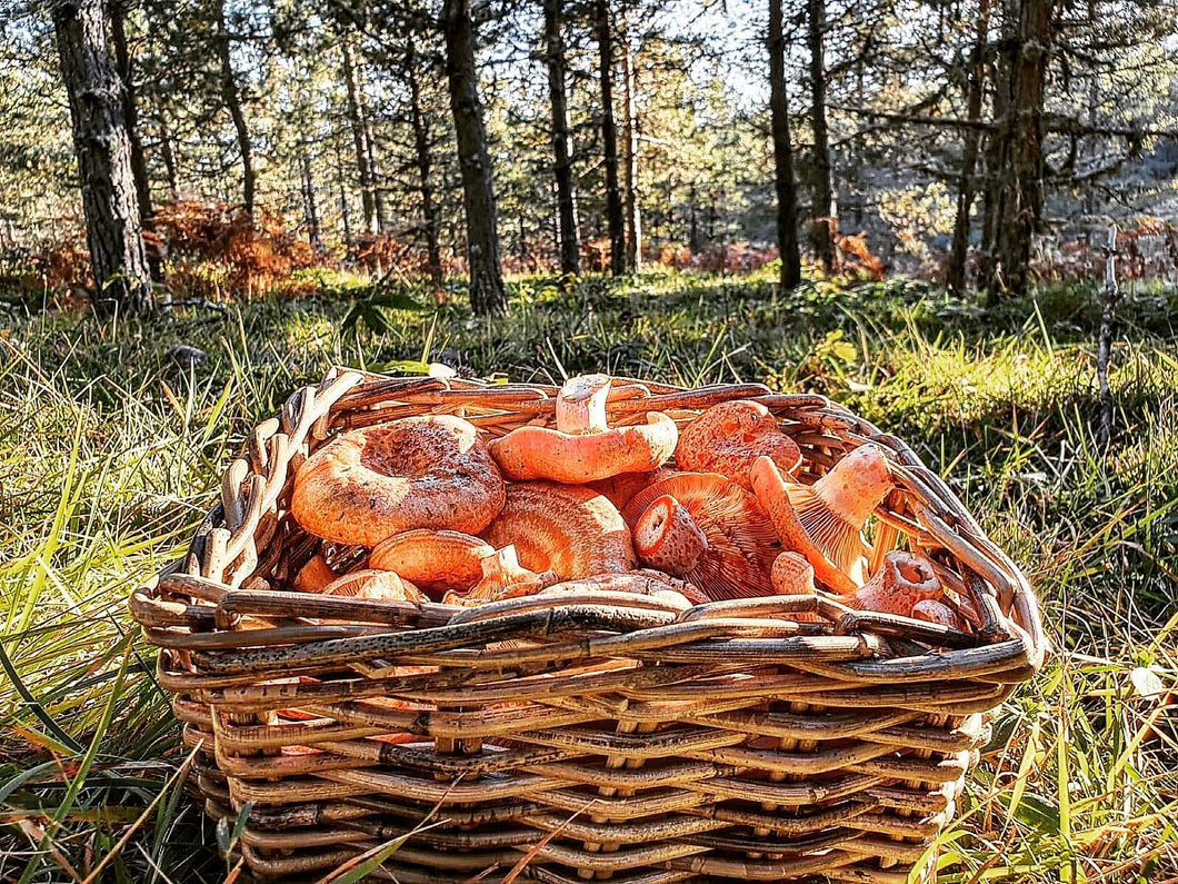 Fresh Saffron Milk Cap mushrooms order