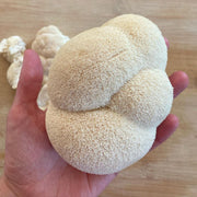 Paul staments Lions mane mushroom
