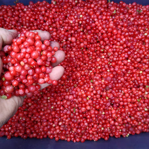 Red Huckleberry - Super Berry - Pacific Wild Pick