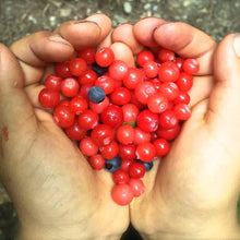 Load image into Gallery viewer, Red Huckleberry - Super Berry - Pacific Wild Pick
