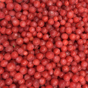 Red Huckleberry - Super Berry - Pacific Wild Pick