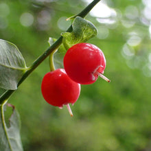 Load image into Gallery viewer, Red Huckleberry - Super Berry - Pacific Wild Pick
