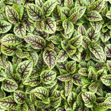 Load image into Gallery viewer, Red Veined Sorrel Living Microgreens Chef Kit - Pacific Wild Pick
