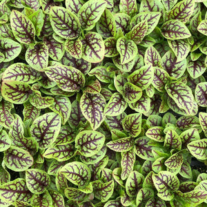 Red Veined Sorrel Living Microgreens Chef Kit - Pacific Wild Pick