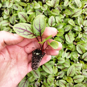 Red Veined Sorrel Living Microgreens Chef Kit - Pacific Wild Pick