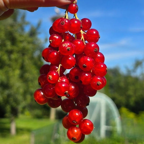 Redcurrent Frozen Berries - Pacific Wild Pick