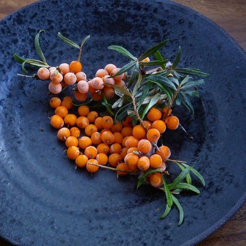 Sea Buckthorn Berries - Pacific Wild Pick