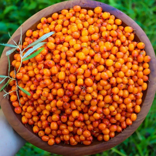 Sea Buckthorn Berries - Pacific Wild Pick