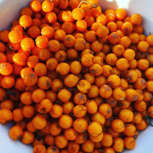 Sea Buckthorn Berries - Pacific Wild Pick