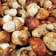 Load image into Gallery viewer, Spring King Bolete - Pacific Wild Pick
