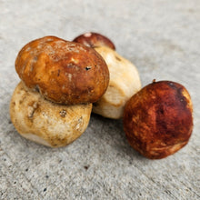 Load image into Gallery viewer, Spring King Bolete - Pacific Wild Pick
