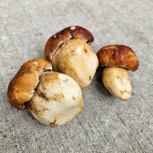 Load image into Gallery viewer, Spring King Bolete - Pacific Wild Pick

