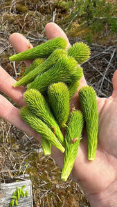 Spruce Tips- 2024 Delivery - Pacific Wild Pick