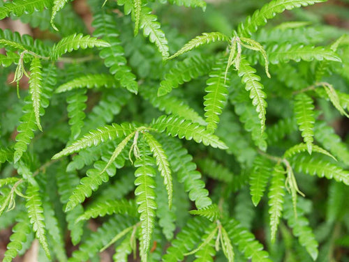 Wildcrafted sweetfern - Pacific Wild Pick