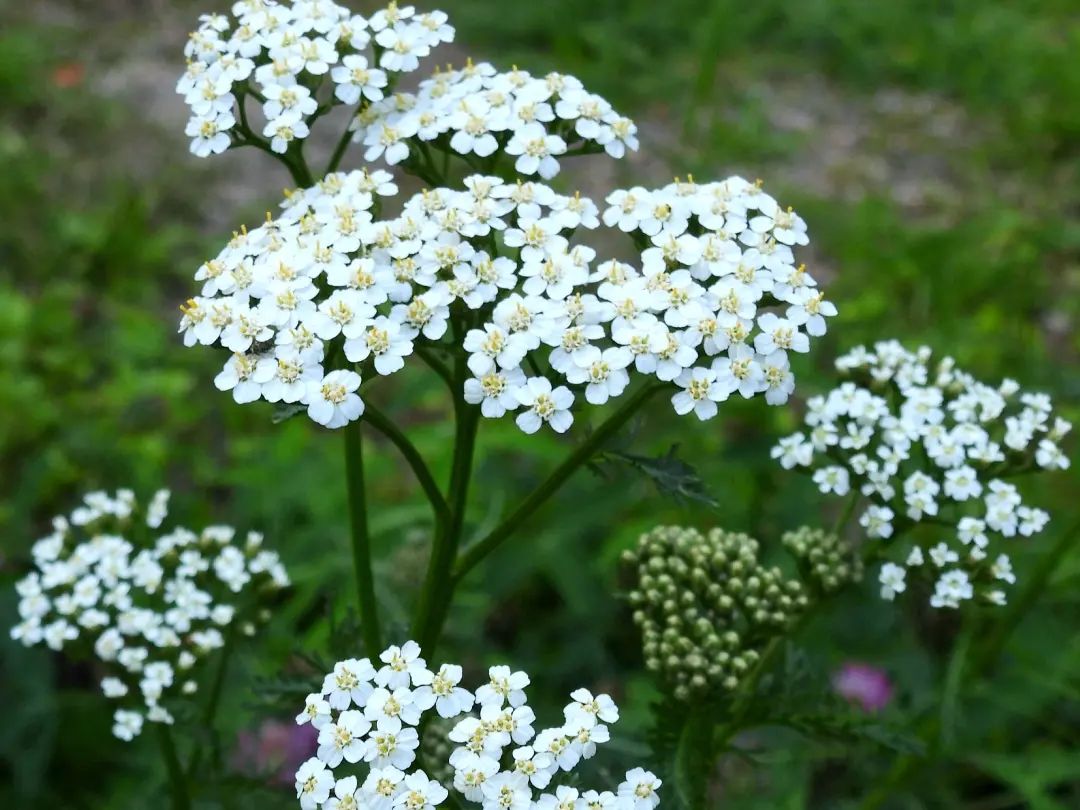 Yarrow Flower Brew Quality- Pacific Wild Pick