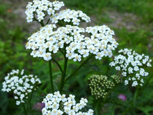 Load image into Gallery viewer, Yarrow Flower - Brewing Quality - Pacific Wild Pick
