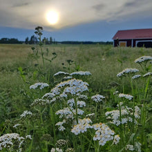 Load image into Gallery viewer, Yarrow Flower - Brewing Quality - Pacific Wild Pick
