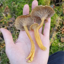 Load image into Gallery viewer, Yellow Foot Chef Quality Mushrooms - Next Day Shipping - Pacific Wild Pick
