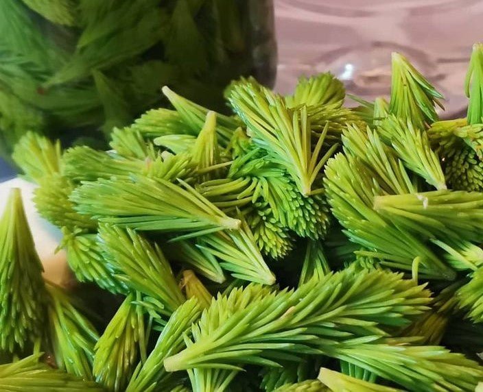 Spruce Tips - Next Day Shipping | Pacific Wild Pick
