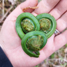 Load image into Gallery viewer, frozen fiddleheads
