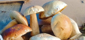 Porcini mushrooms FRESH.