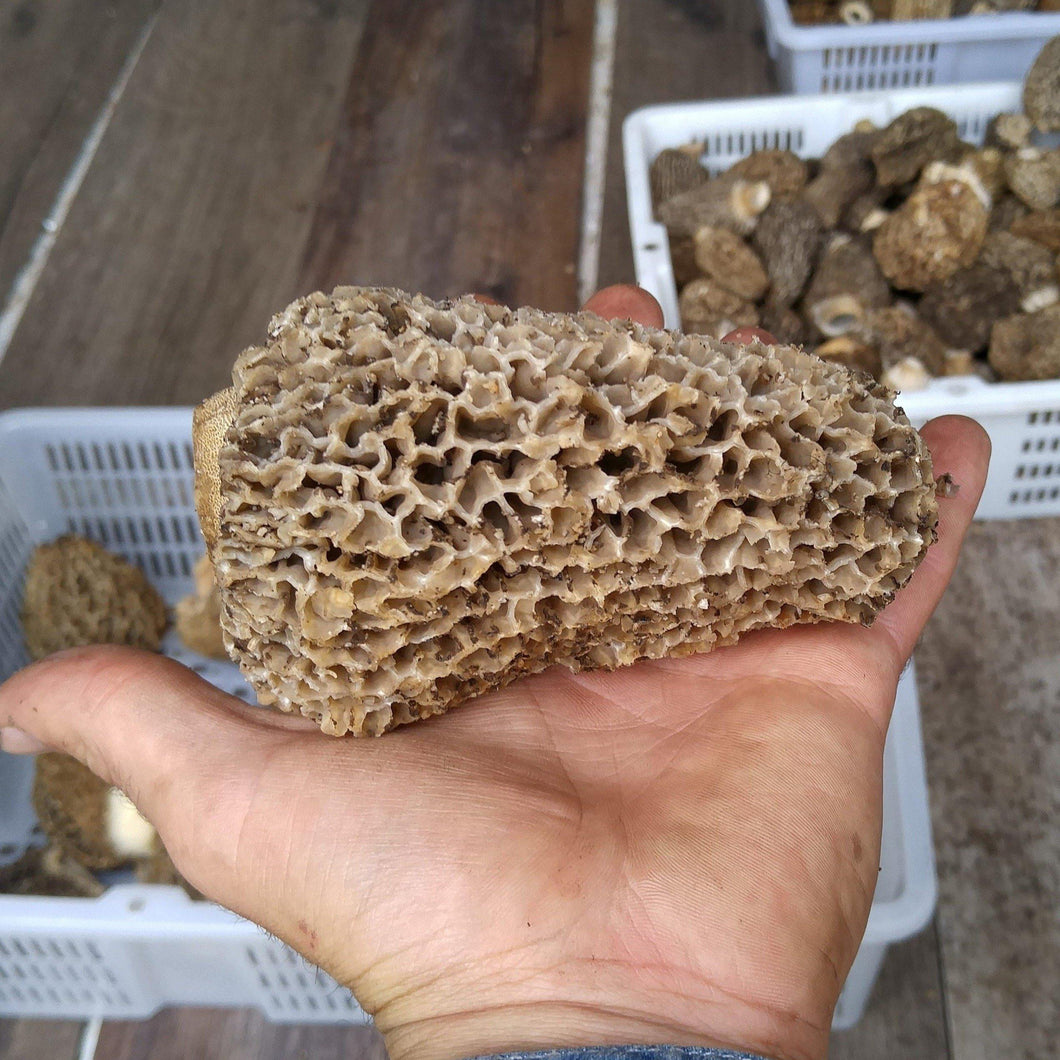 Morel Mushroom Wild Pick.