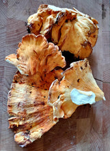 Load image into Gallery viewer, Chicken of the Woods - FRESH.
