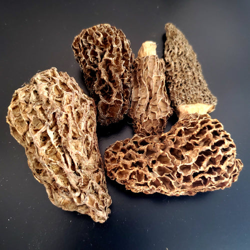 Pacific wild pick morel mushroom