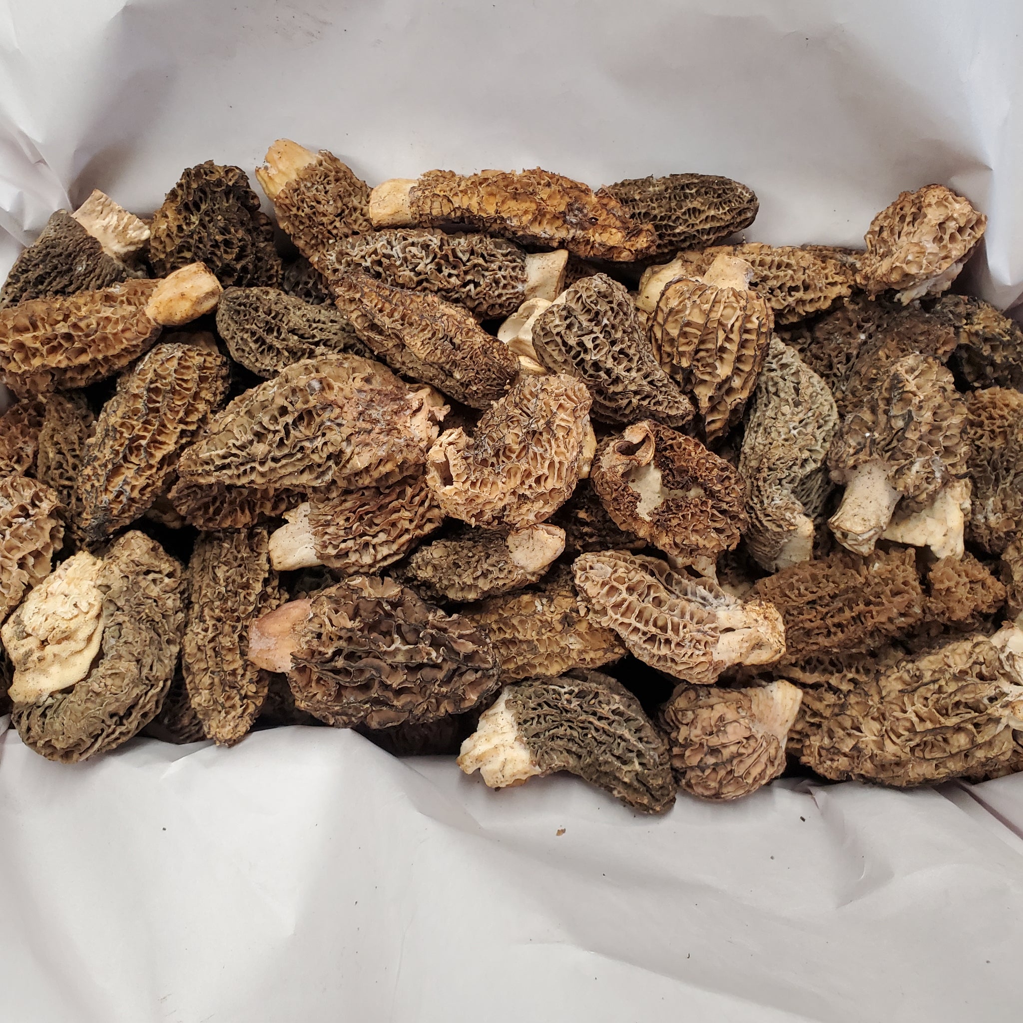 Fresh Morels Fresh Morel Mushrooms | Pacific Wild Pick
